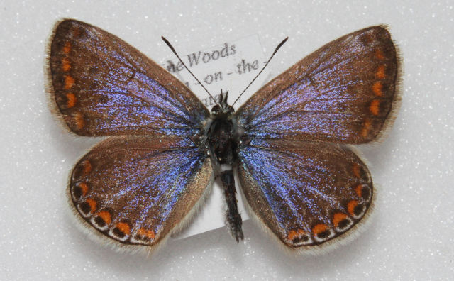 Polyommatus icarus (Common blue aberration british 2) Internet Image property of respective owner, non-commercial use only